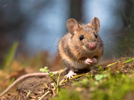 Rodent Control Services in Queens NY