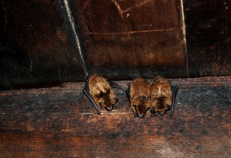 Bat Removal Services in Queens NY